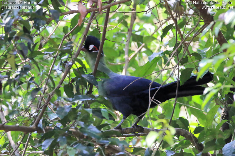 Hartlaub's Turacoadult, identification, habitat, Behaviour