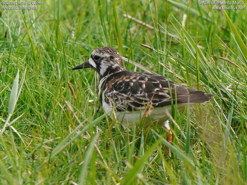 Ruddy Turnstone female adult breeding, identification, habitat, walking