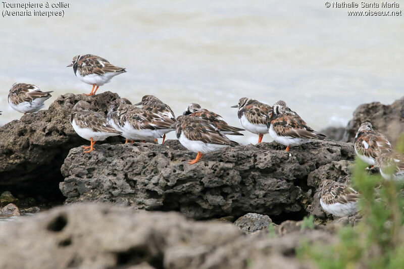 Ruddy Turnstone, habitat, Behaviour