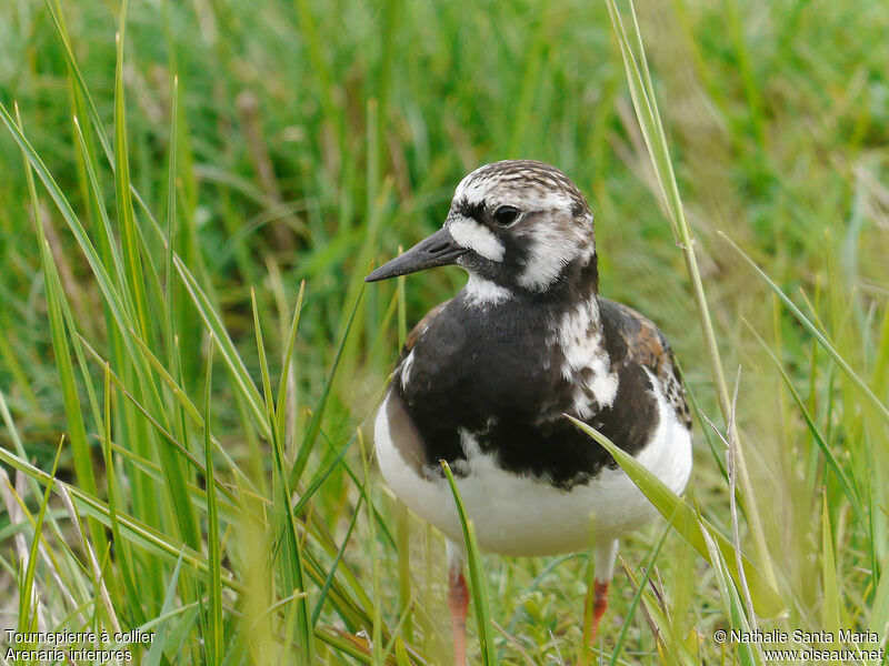 Ruddy Turnstone female adult breeding, identification, Behaviour