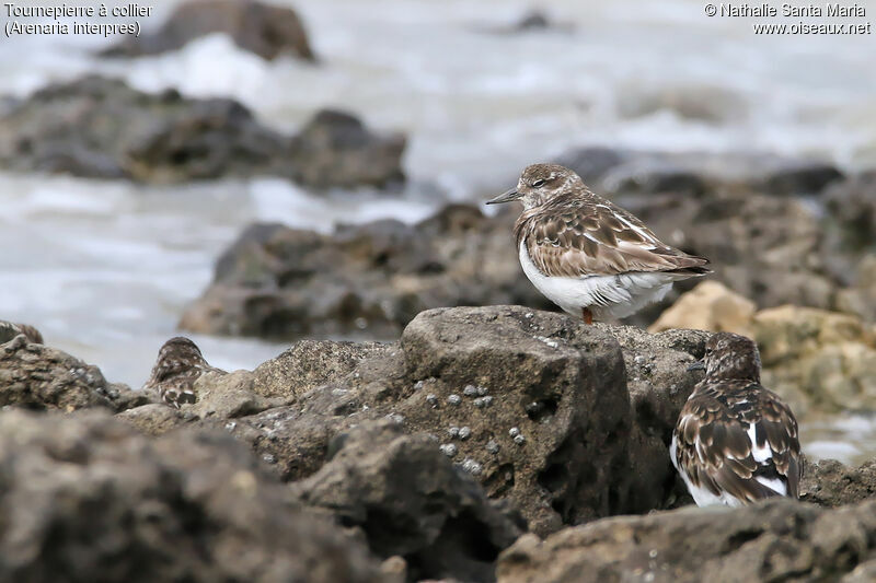 Tournepierre à collierjuvénile, identification, habitat, Comportement