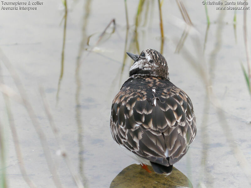 Tournepierre à collier femelle adulte nuptial, identification, habitat, Comportement