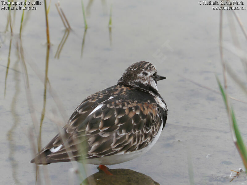 Ruddy Turnstone female adult breeding, habitat, Behaviour