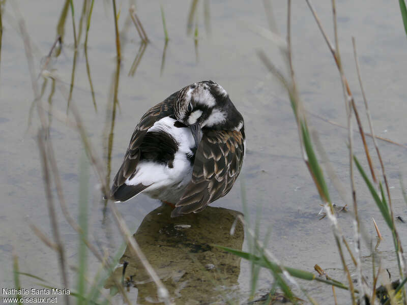 Ruddy Turnstone female adult breeding, care, Behaviour