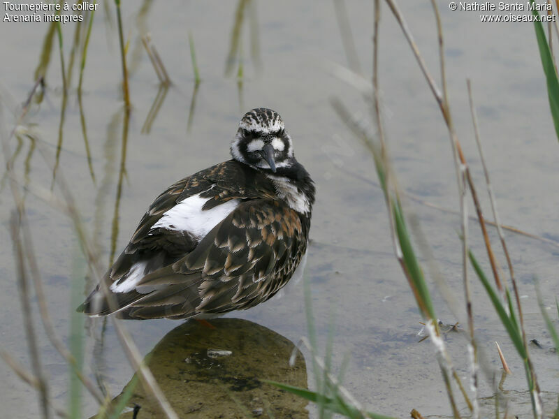 Tournepierre à collier femelle adulte nuptial, identification, habitat, Comportement