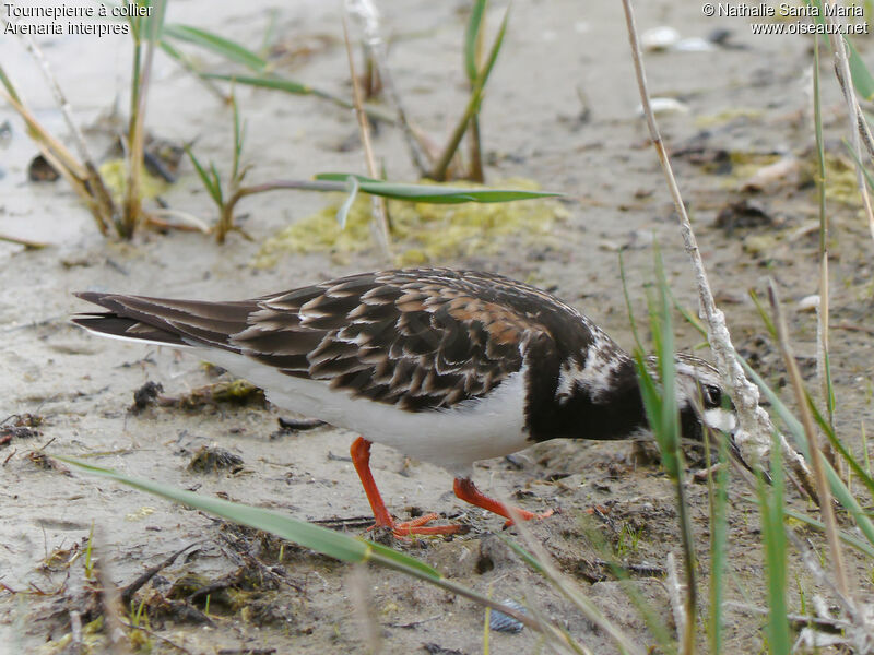 Ruddy Turnstone female adult breeding, habitat, walking, fishing/hunting