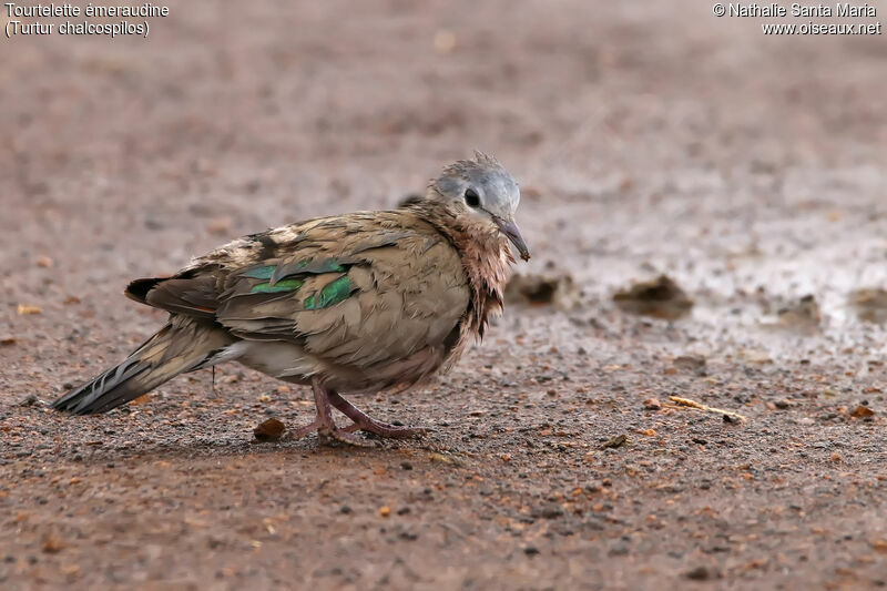 Emerald-spotted Wood Doveadult, identification, habitat, walking