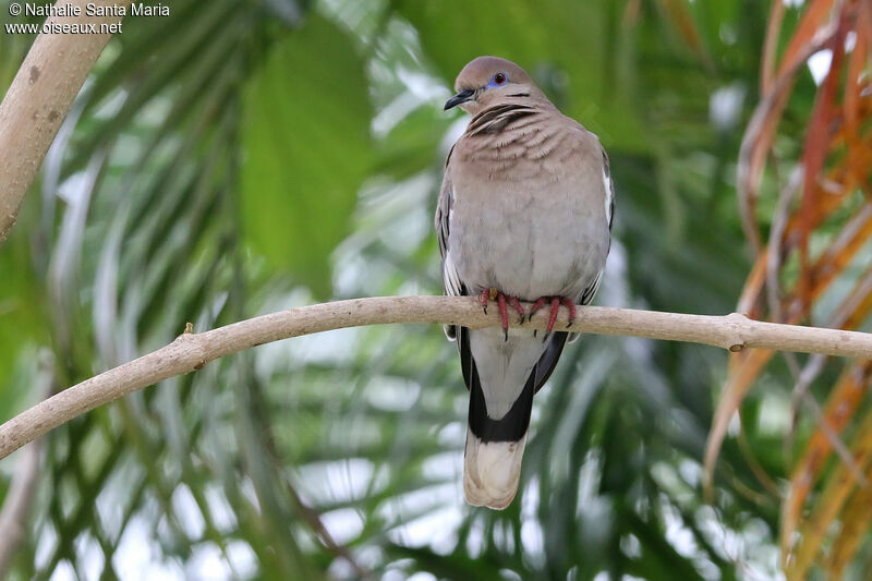 White-winged Doveadult, identification