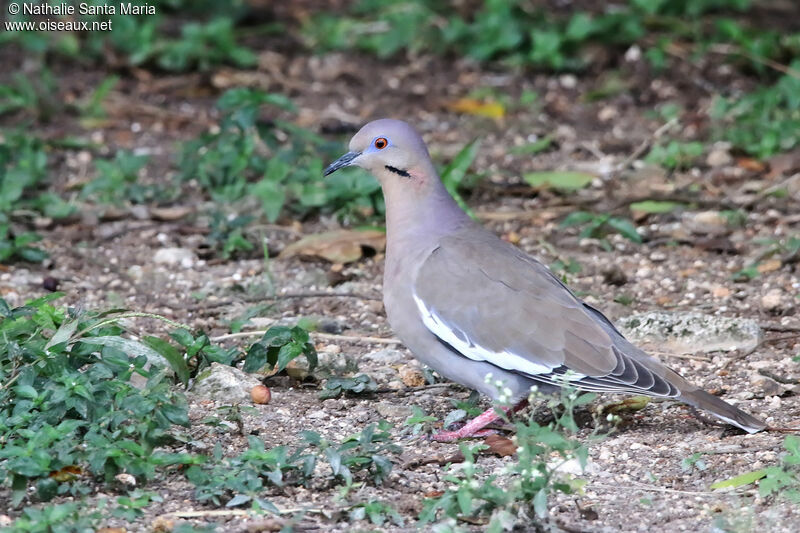 White-winged Doveadult, identification, walking