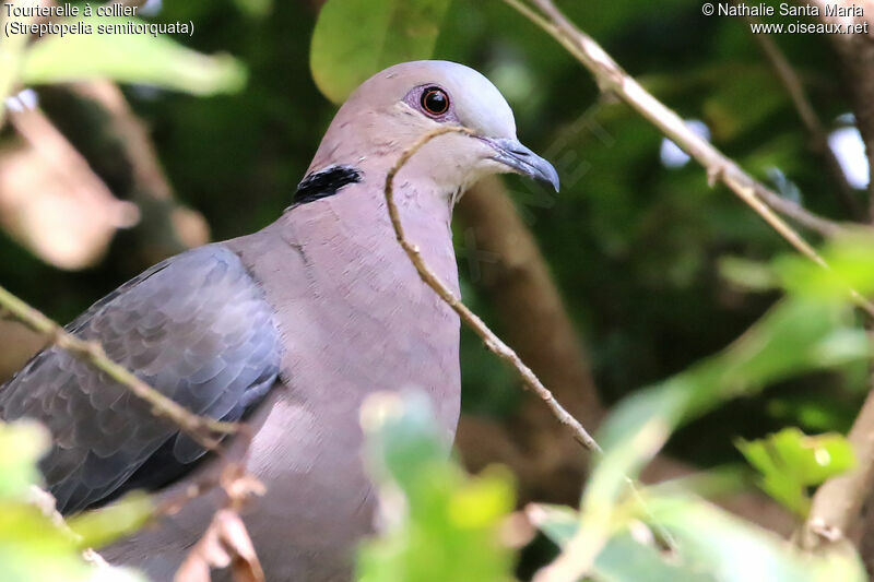 Red-eyed Doveadult, identification, close-up portrait, habitat