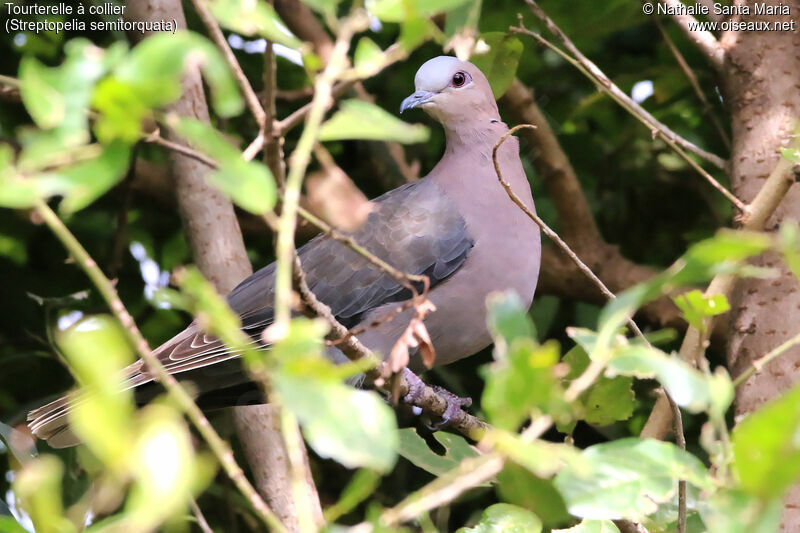 Red-eyed Doveadult, identification, habitat