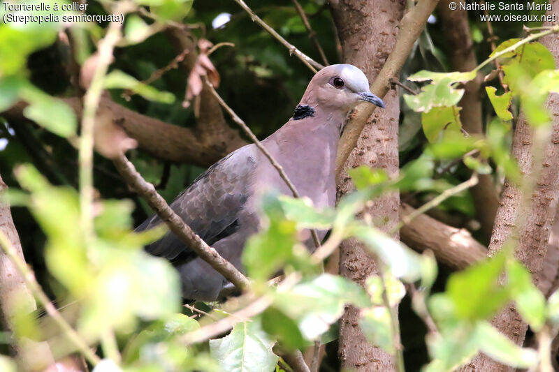 Red-eyed Doveadult, identification, habitat