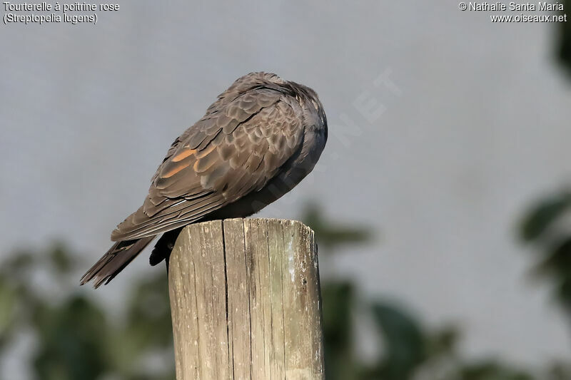 Dusky Turtle Doveadult, identification