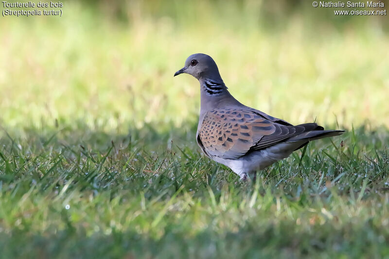 Tourterelle des boisadulte, identification, marche