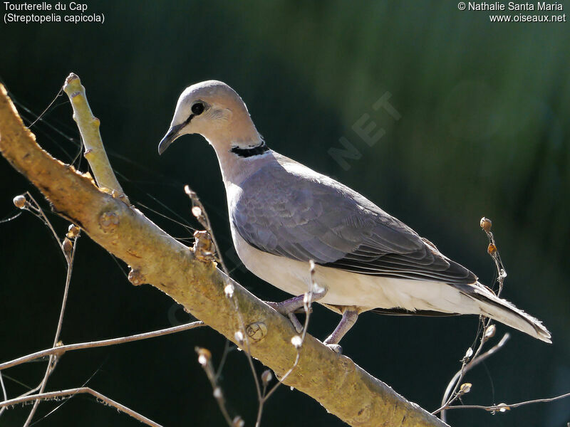 Tourterelle du Capadulte, identification, habitat, Comportement