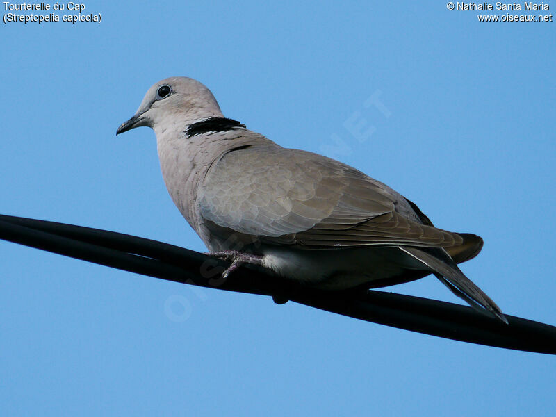 Ring-necked Doveadult, identification, Behaviour