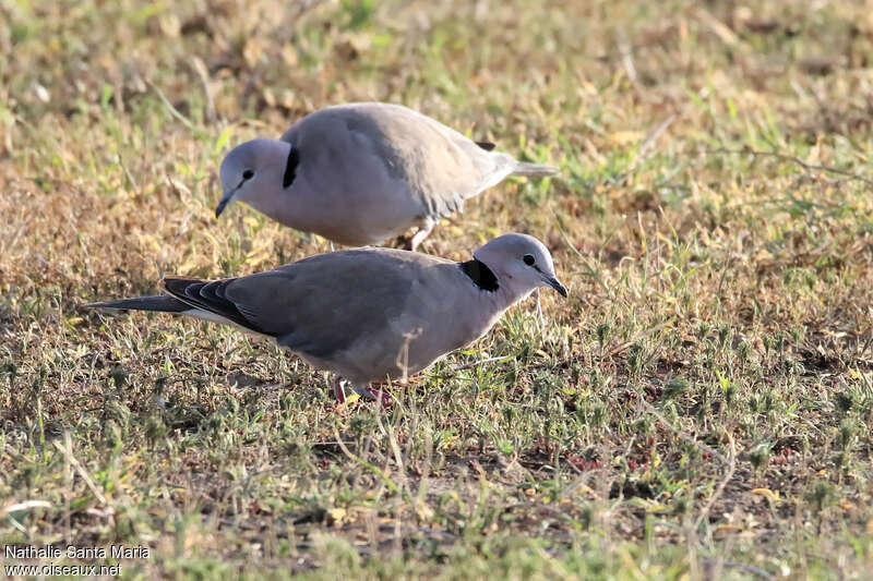 Ring-necked Doveadult, habitat, walking, fishing/hunting