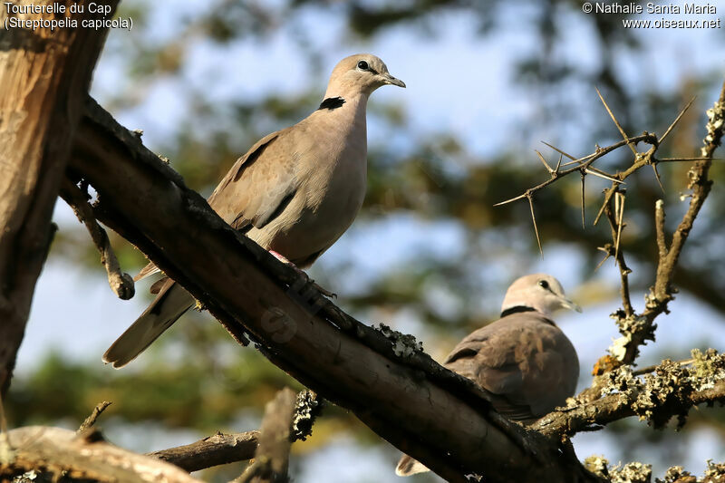 Ring-necked Doveadult, identification, habitat