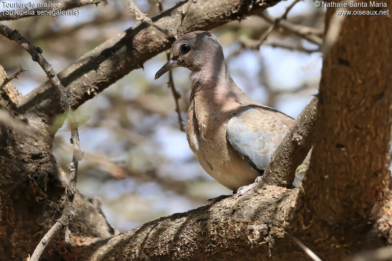 Tourterelle mailléejuvénile, identification, habitat