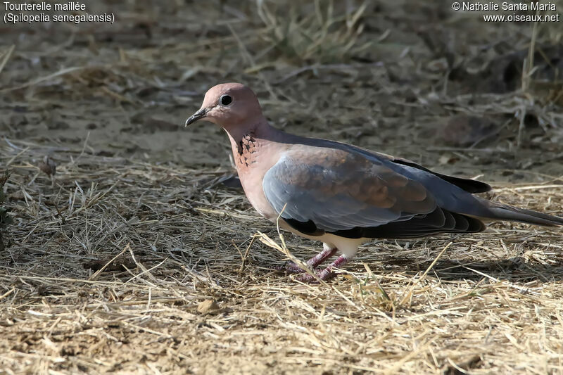 Laughing Doveadult, identification, habitat, walking