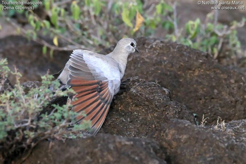 Namaqua Doveadult, identification, aspect