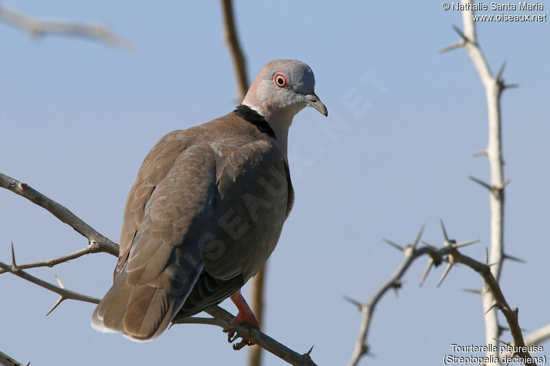 Mourning Collared Doveadult, identification