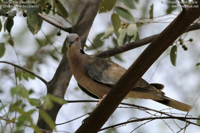 Mourning Collared Doveadult, identification, habitat