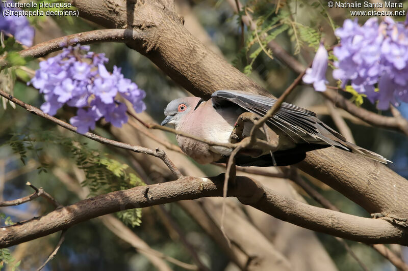 Mourning Collared Doveadult, identification, habitat, Behaviour