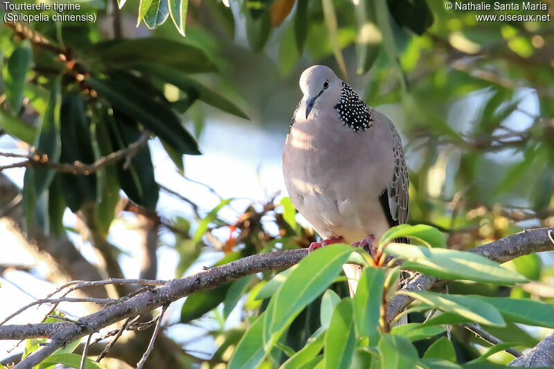 Spotted Doveadult, identification