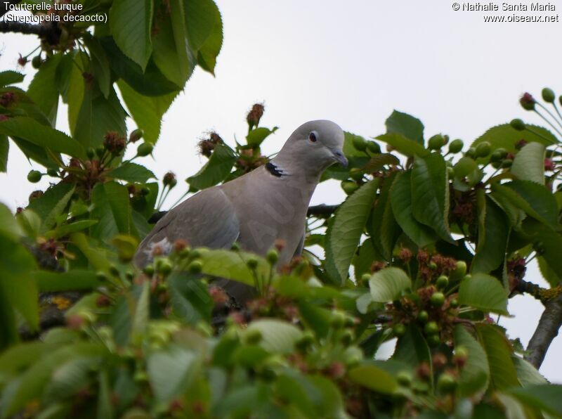 Eurasian Collared Doveadult, feeding habits