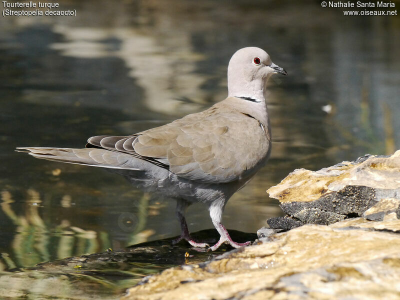 Eurasian Collared Doveadult