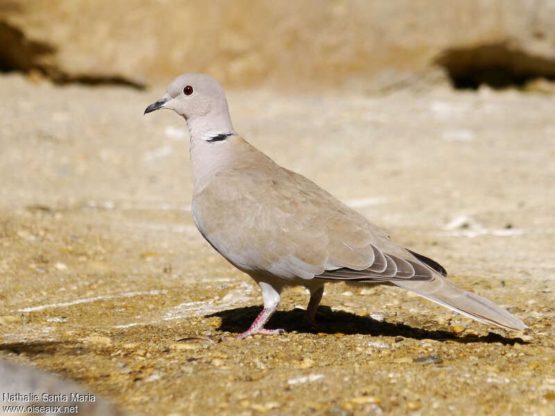 Eurasian Collared Doveadult, identification