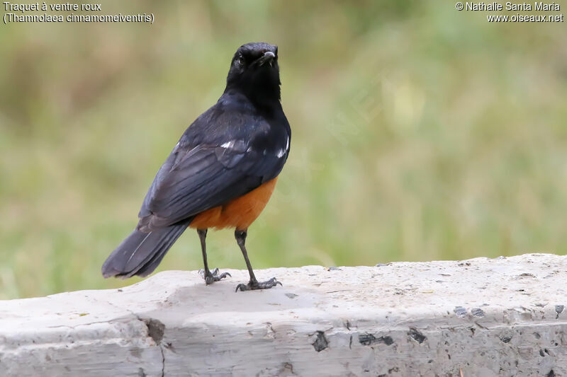 Mocking Cliff Chat male adult, identification, habitat