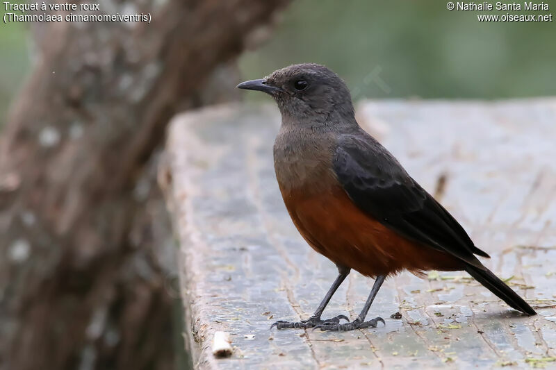 Mocking Cliff Chat female adult, identification