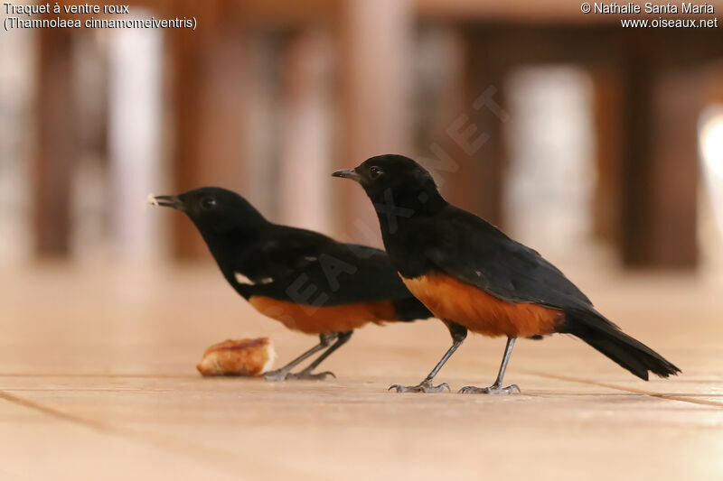 Mocking Cliff Chat male adult