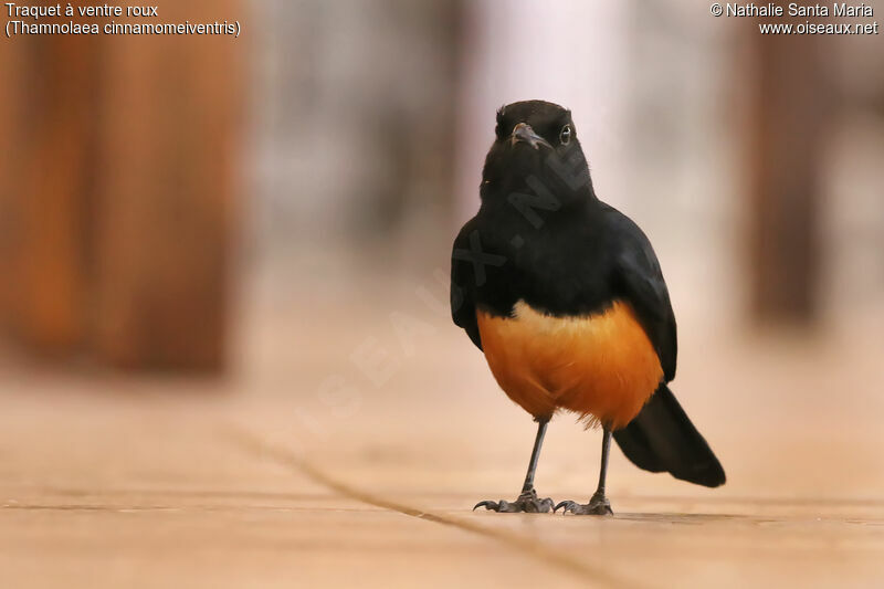 Mocking Cliff Chat male adult