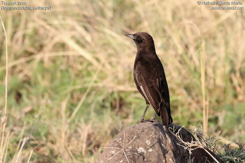 Traquet brunadulte, identification, habitat, Comportement