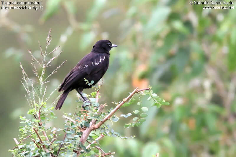 Traquet commandeuradulte, identification, habitat, Comportement