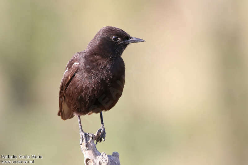 Sooty Chat female adult, close-up portrait