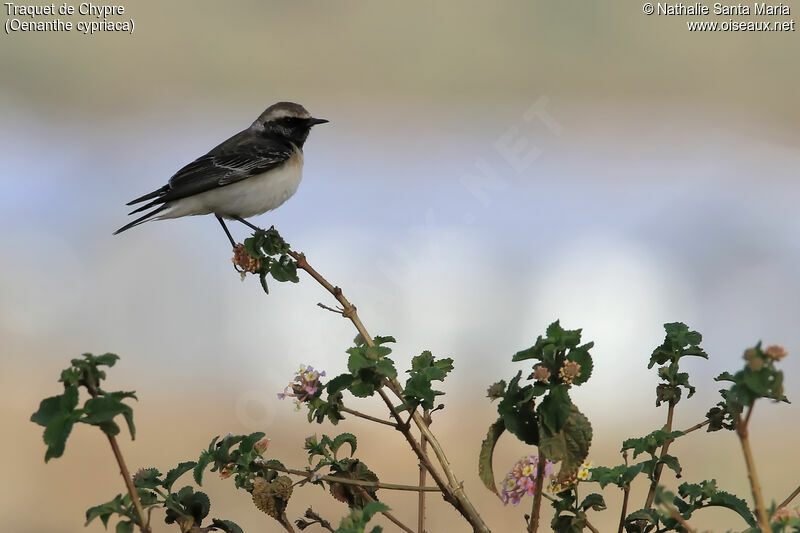 Cyprus Wheatear male adult