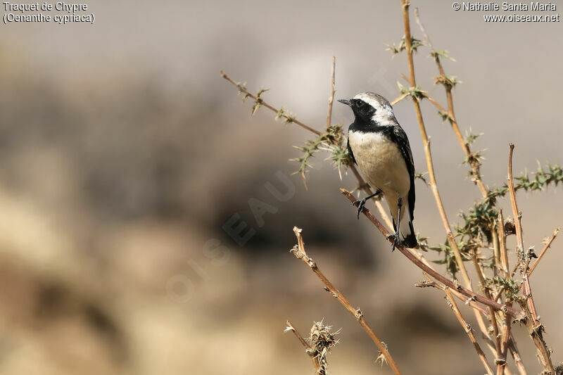 Traquet de Chypre mâle adulte, identification