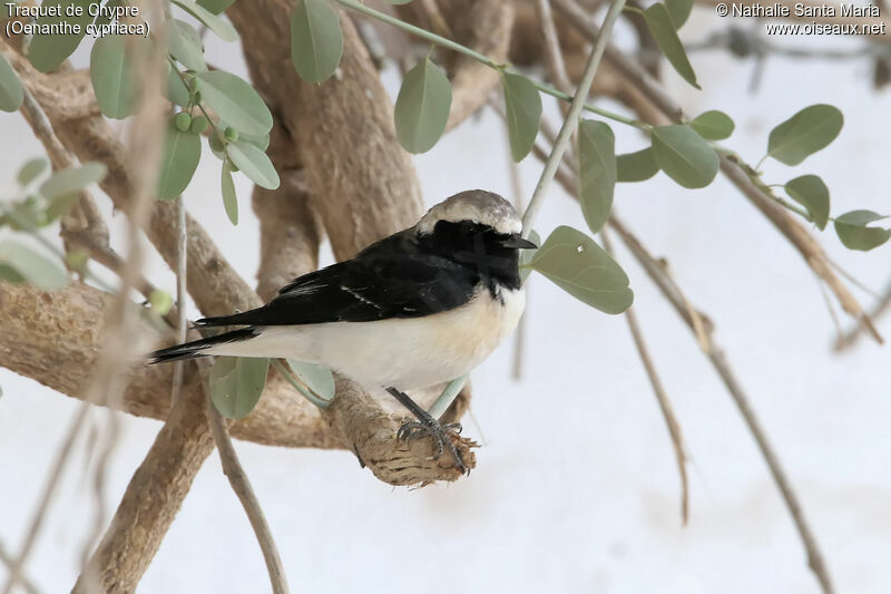 Cyprus Wheatear male adult, habitat