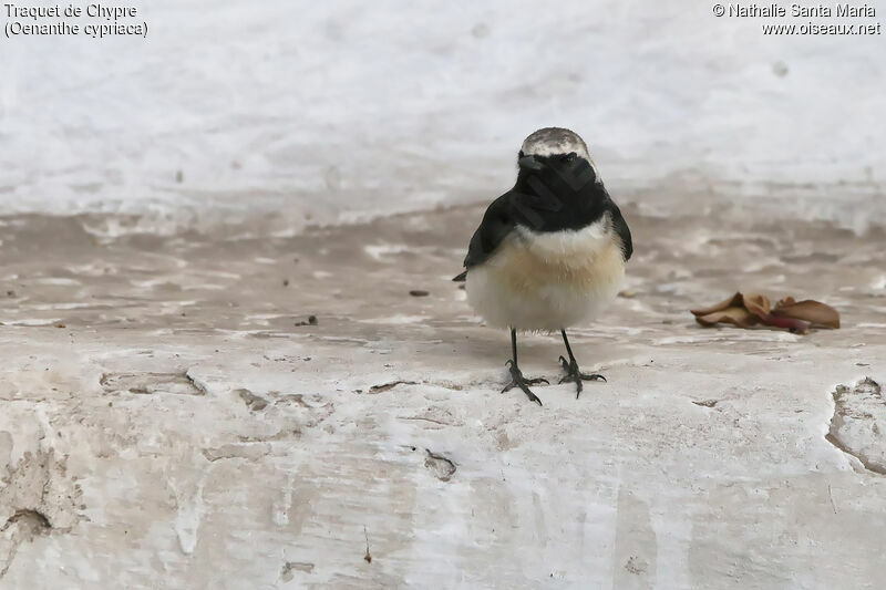 Cyprus Wheatear male adult, identification