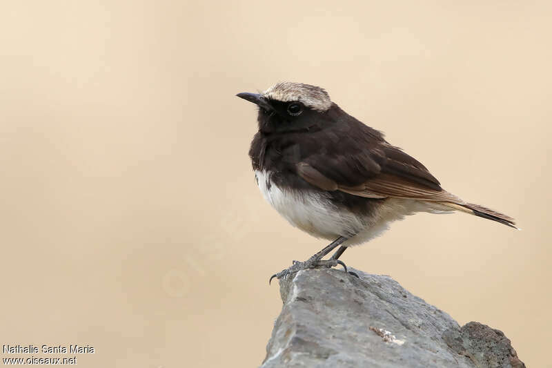 Abyssinian Wheatear male adult breeding, identification