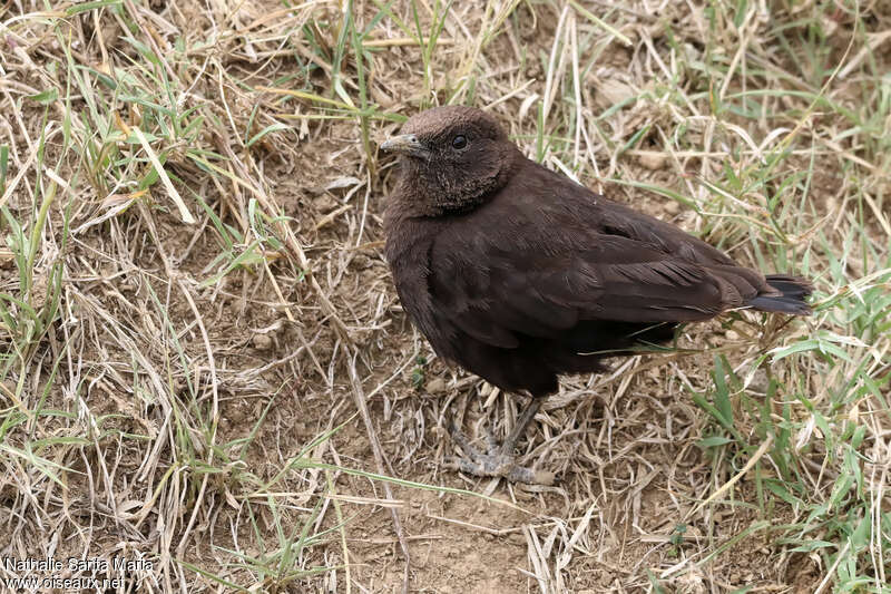 Abyssinian Wheatearjuvenile, identification