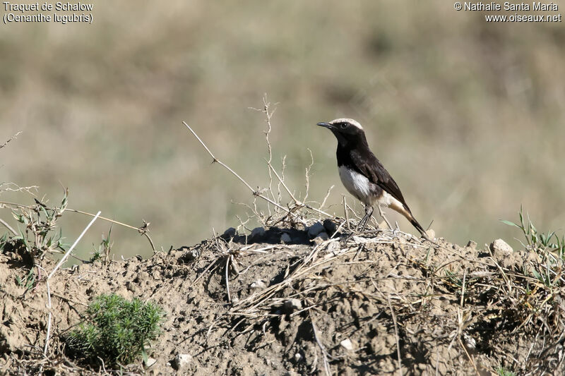 Abyssinian Wheatear male adult, identification, habitat