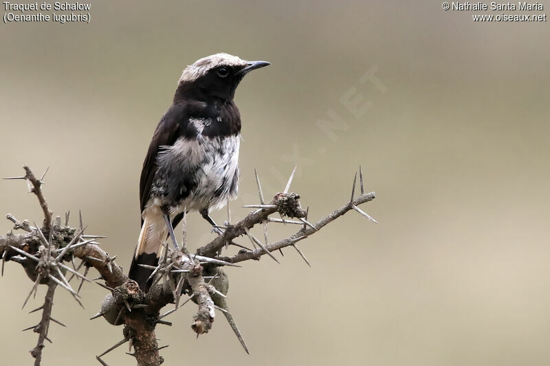 Abyssinian Wheatear male adult breeding, identification