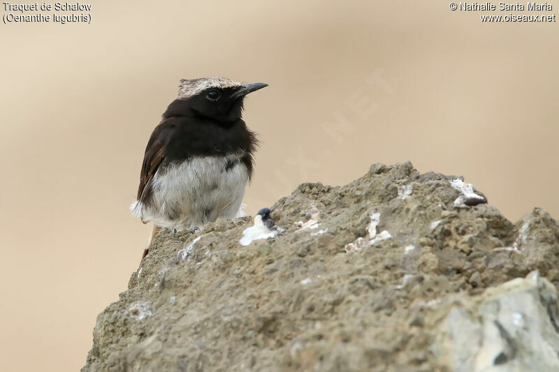 Abyssinian Wheatearadult, identification, habitat