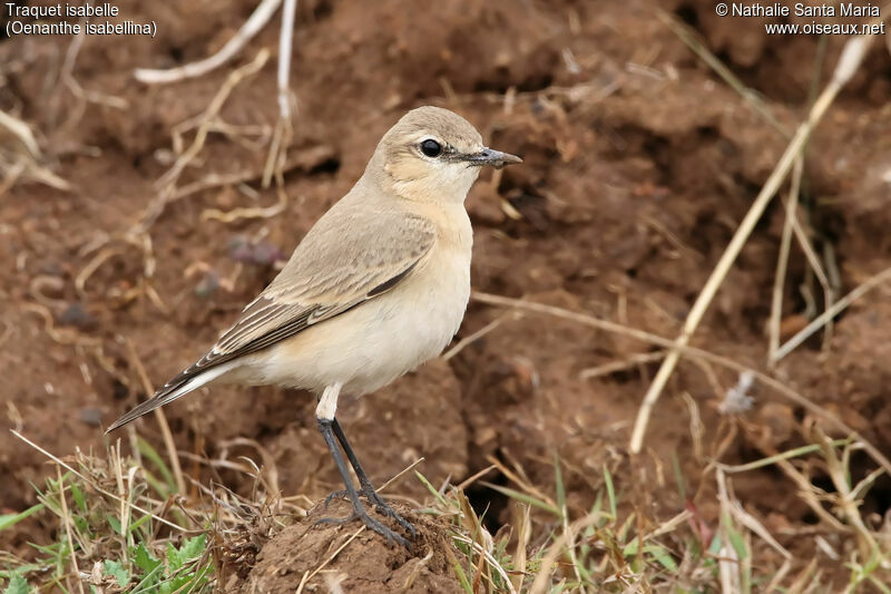 Isabelline Wheatearadult, identification, habitat