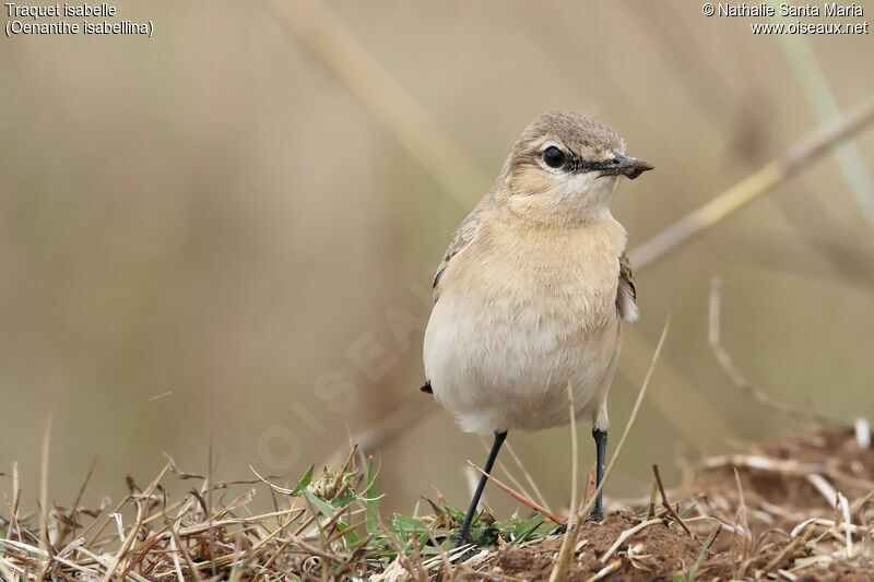 Traquet isabelleadulte, identification, habitat